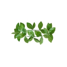 WIENIEC LAUROWY ZIELONY KORONA CEZARA DUŻE LIŚCIE